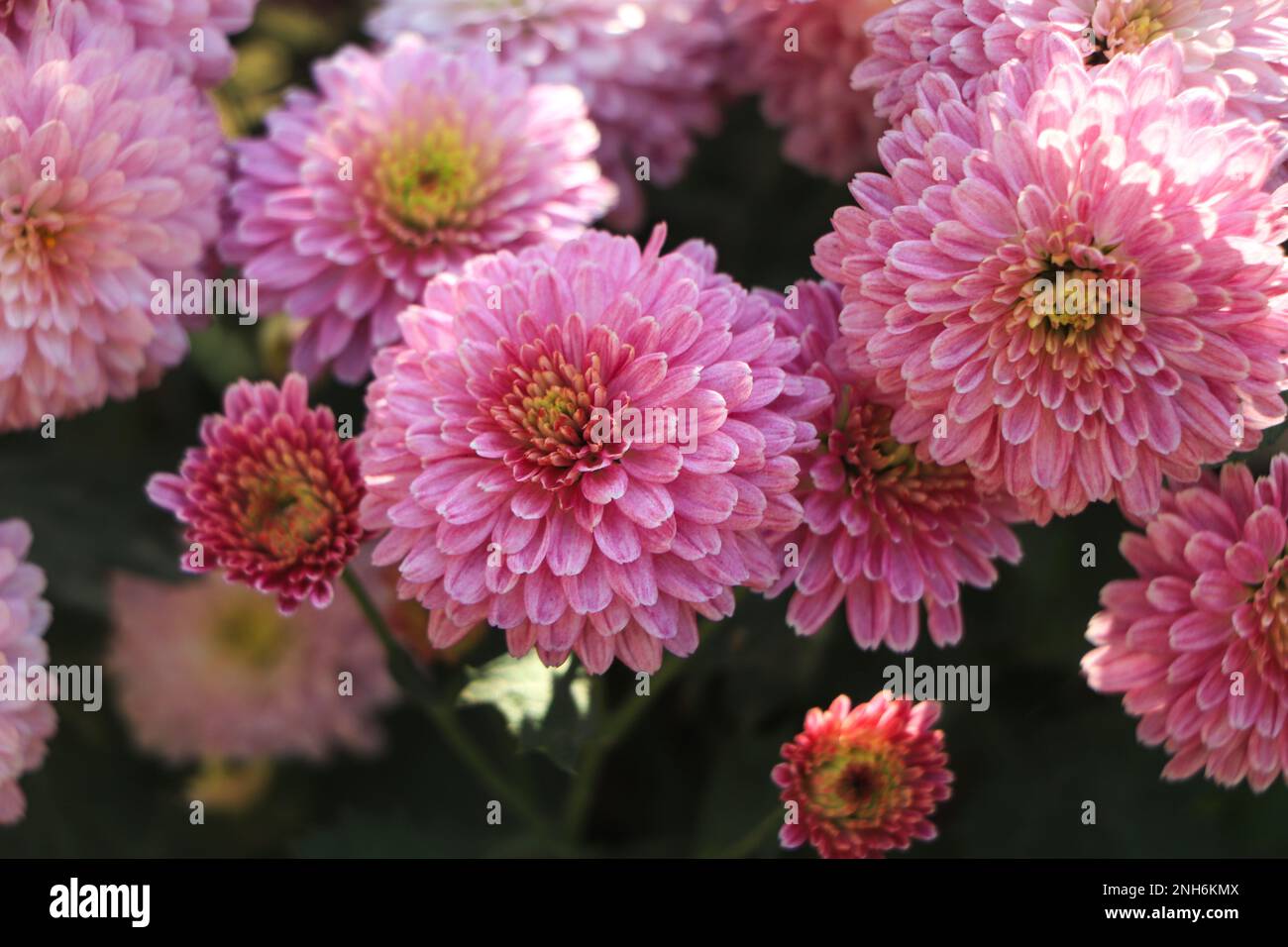 Autumn flower chrysanthemum blooming in garden Stock Photo