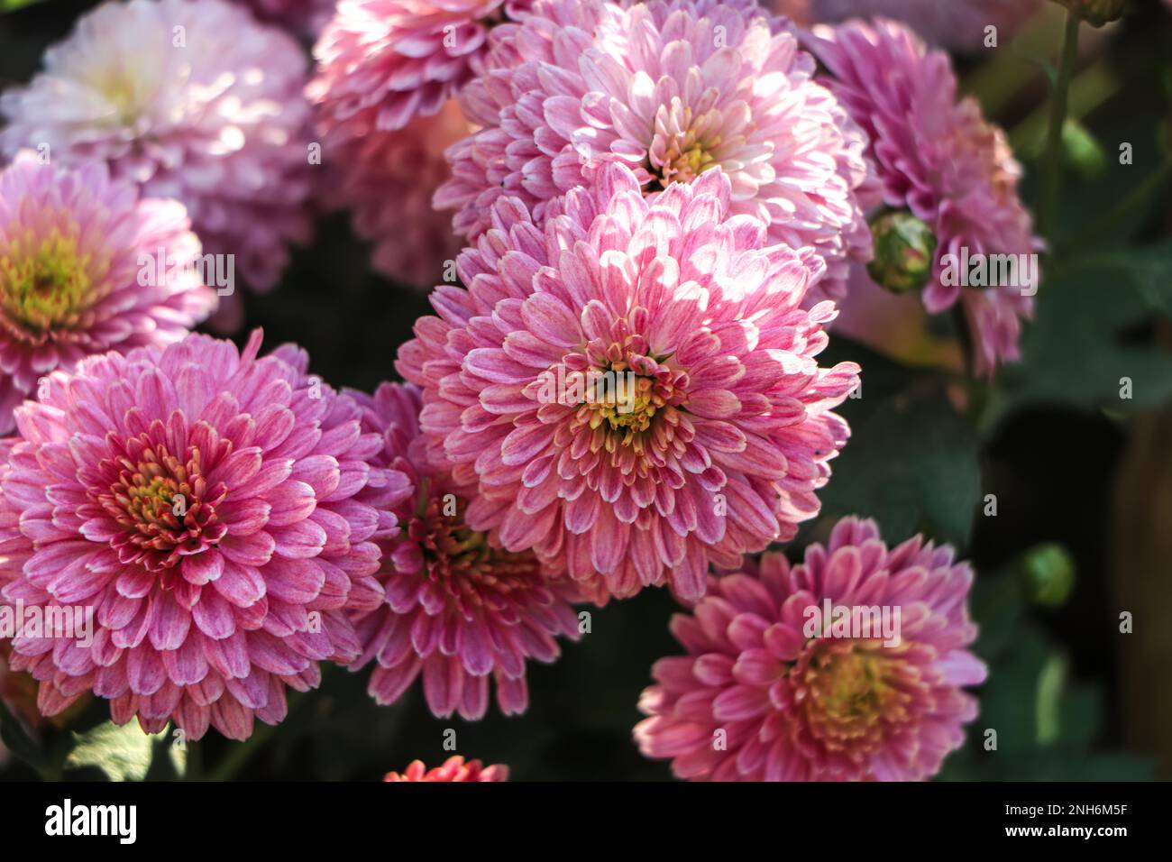 Chrysanthemum indicum winter hi-res stock photography and images - Alamy