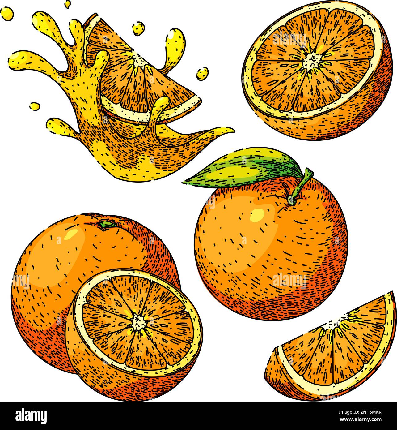 Orange Fruit Set Sketch Hand Drawn Vector Stock Vector Image & Art   Alamy