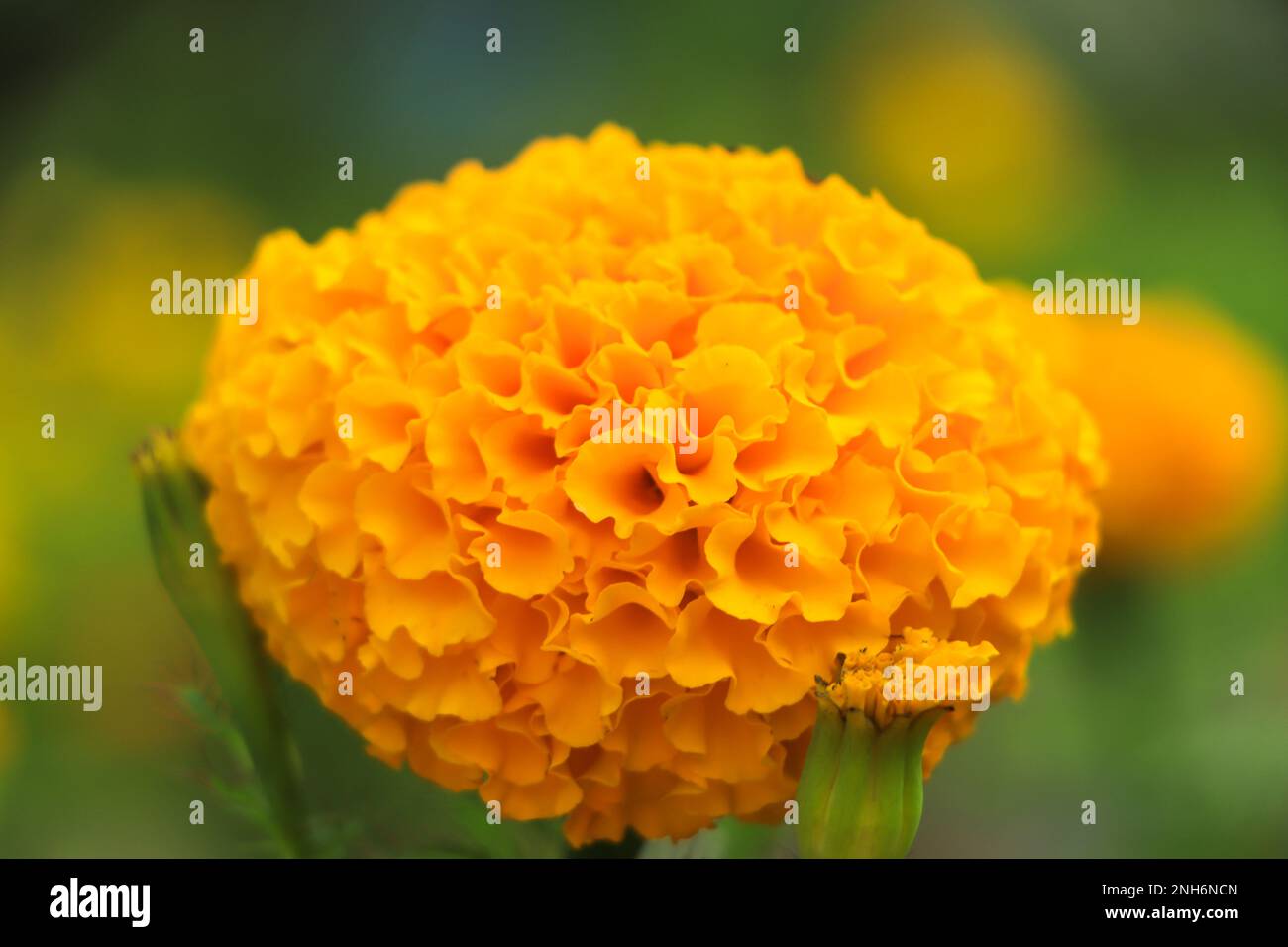 French marigolds background. Orange floral background. Orange marigolds