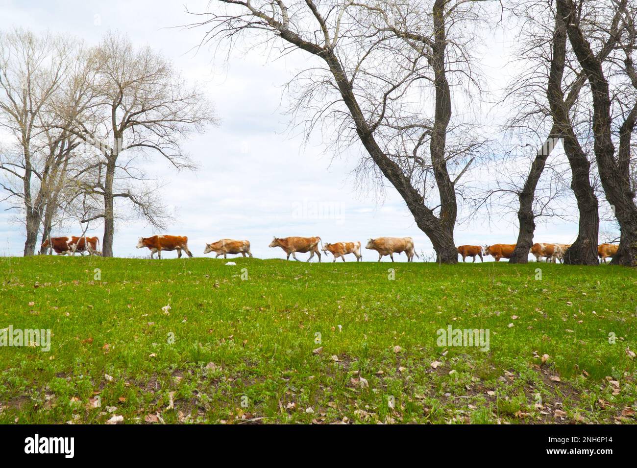 A herd of cows walks through a green meadow against a cloudy sky Stock ...