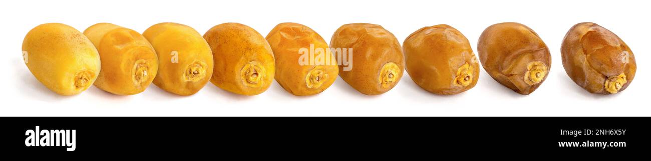 Dates Fresh to Ripe, Different colors and textures Stock Photo