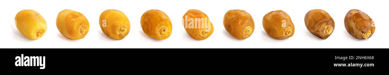 Dates Fresh to Ripe, Different colors and textures Stock Photo