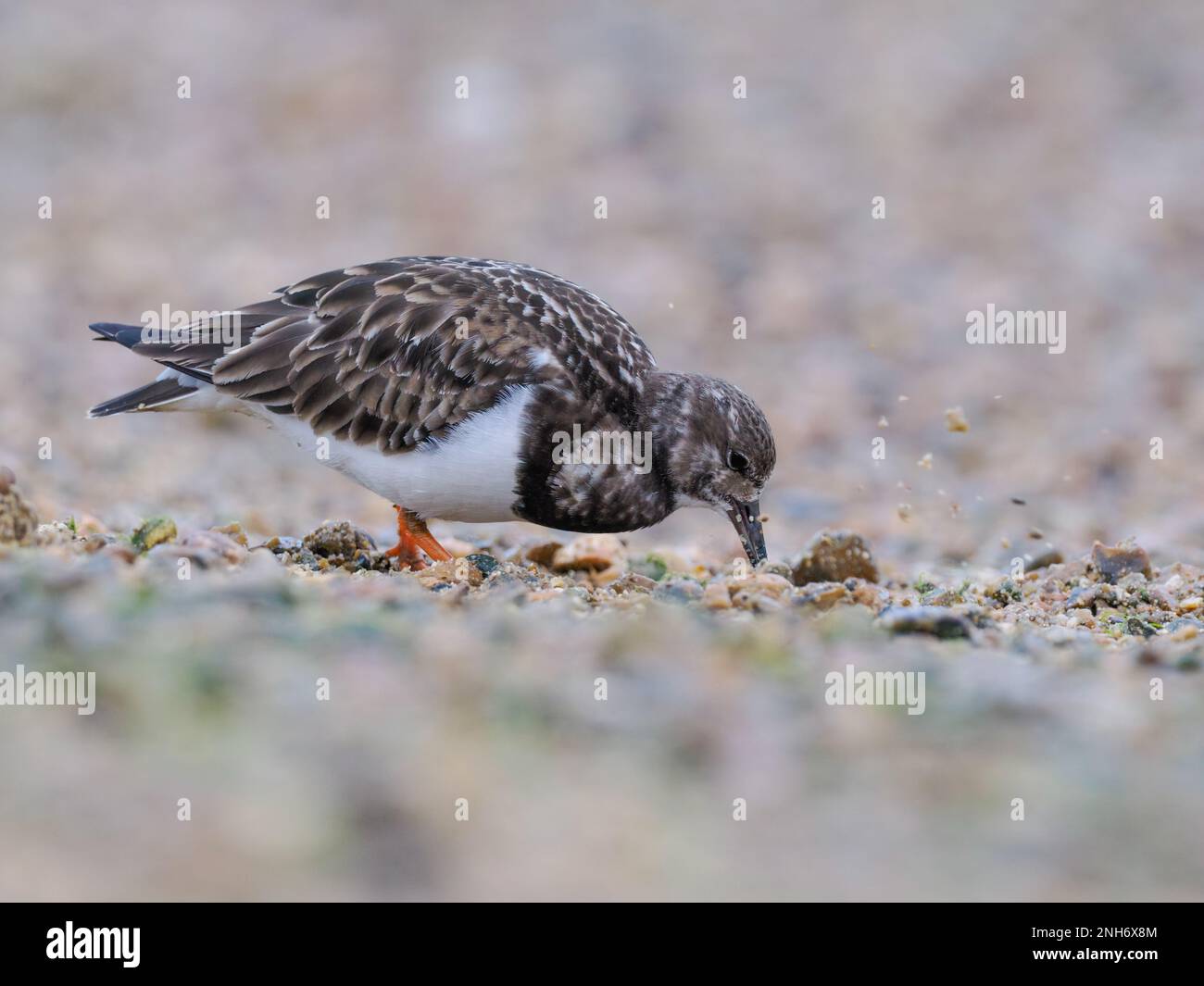 A turnstone (Arenaria interpres) turning over stones looking for food. Photographed at Keyhaven in Hampshire. Photographed in February. Stock Photo
