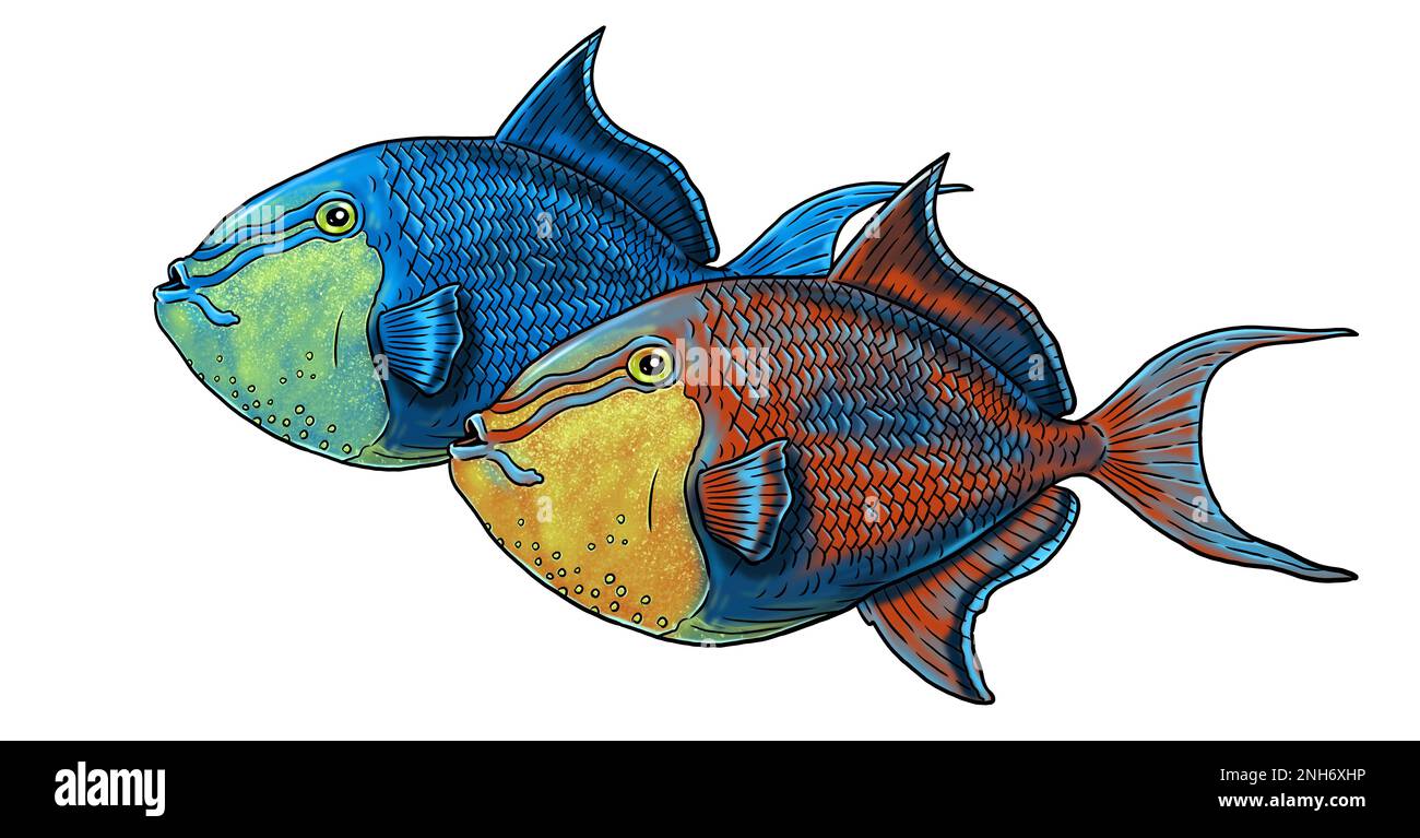 Tropical marine fish in the aquarium and in nature. Colorful sea triggerfish illustration. Coloring book template. Stock Photo