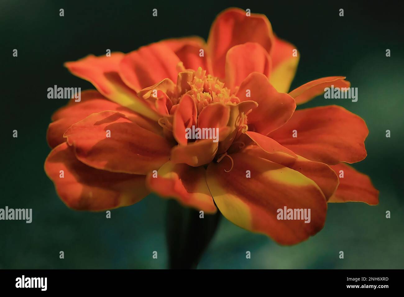 Marigold bunch hires stock photography and images Alamy
