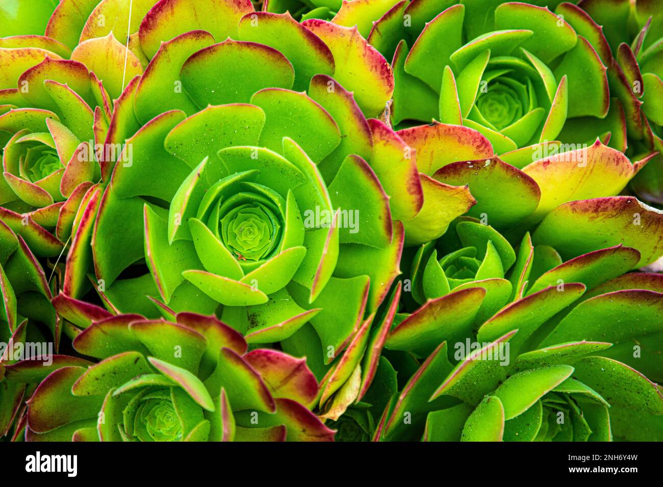 Large and small Succulent plant on sunny day, top view. Houseleek plant background. Sempervivum tectorum nature texture. Many flowers Succulent plant background. Succulent plant Hen-and-Chickens. Stock Photo