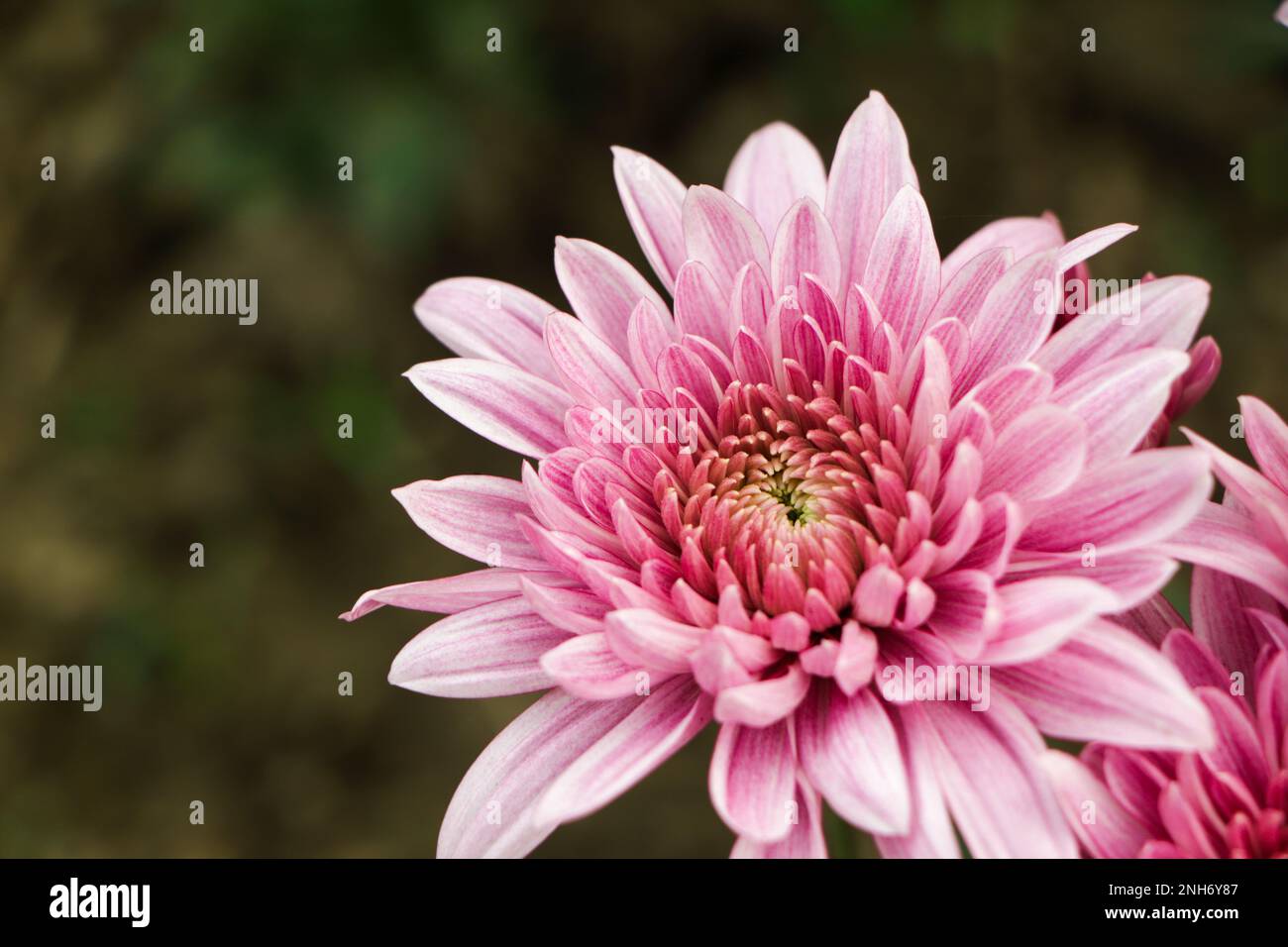 Pink chrysanthemum flower with copy space for text Stock Photo