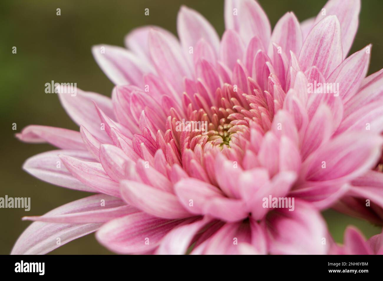 Closeup details of pink chrysanthemum flower Stock Photo
