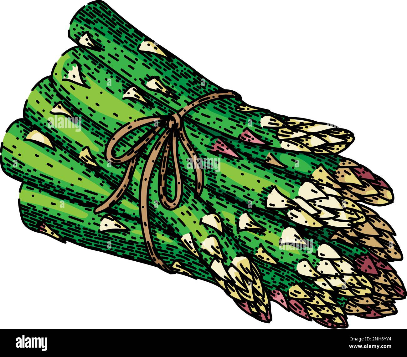 asparagus green sketch hand drawn vector illustration Stock Vector