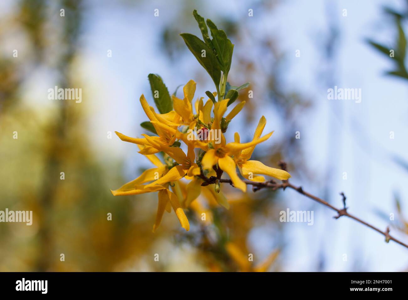 Forsiphy shrub tree beautifully flowering in yellow with an insect, ladybug in the spring park Stock Photo