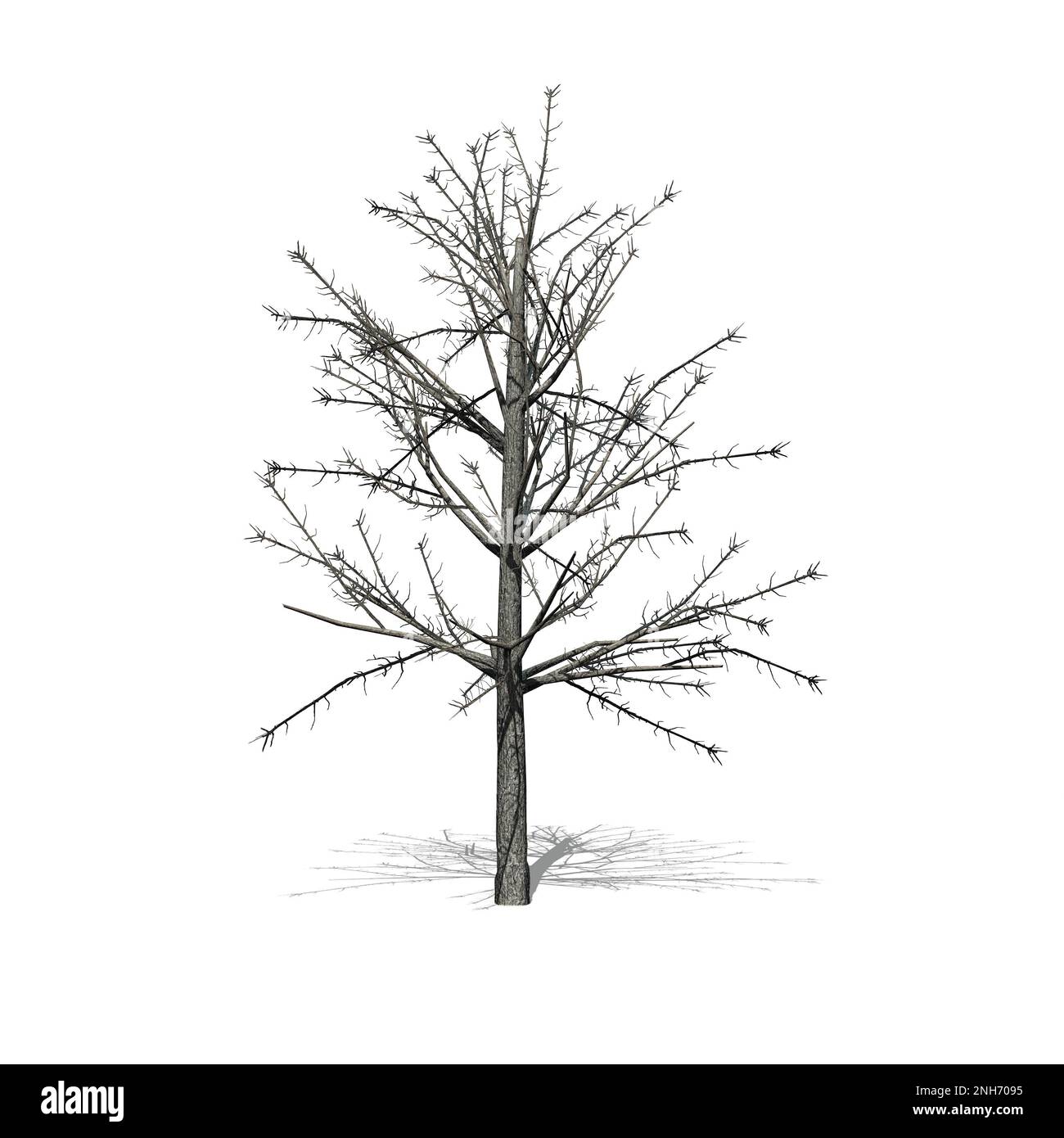 Shingle Oak tree in winter with shadow on the floor - isolated on white ...