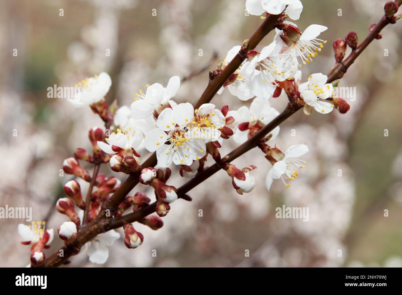Apricot fruit tree blossoms with dense white flowers in garden in ...