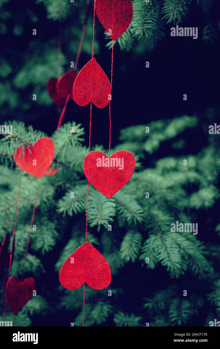 Red decorative beautiful hearts hang on green branches of spruce outdoor. Beautiful romantic background decorated for Valentine's Day Stock Photo