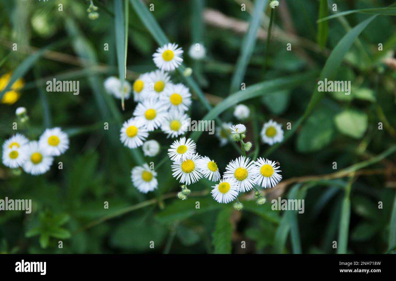 Chamomile flowering in a meadow in grass, on a green background. Medicinal plant at home Stock Photo