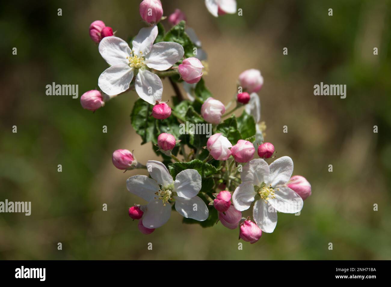 Apple tree garden hi-res stock photography and images - Alamy