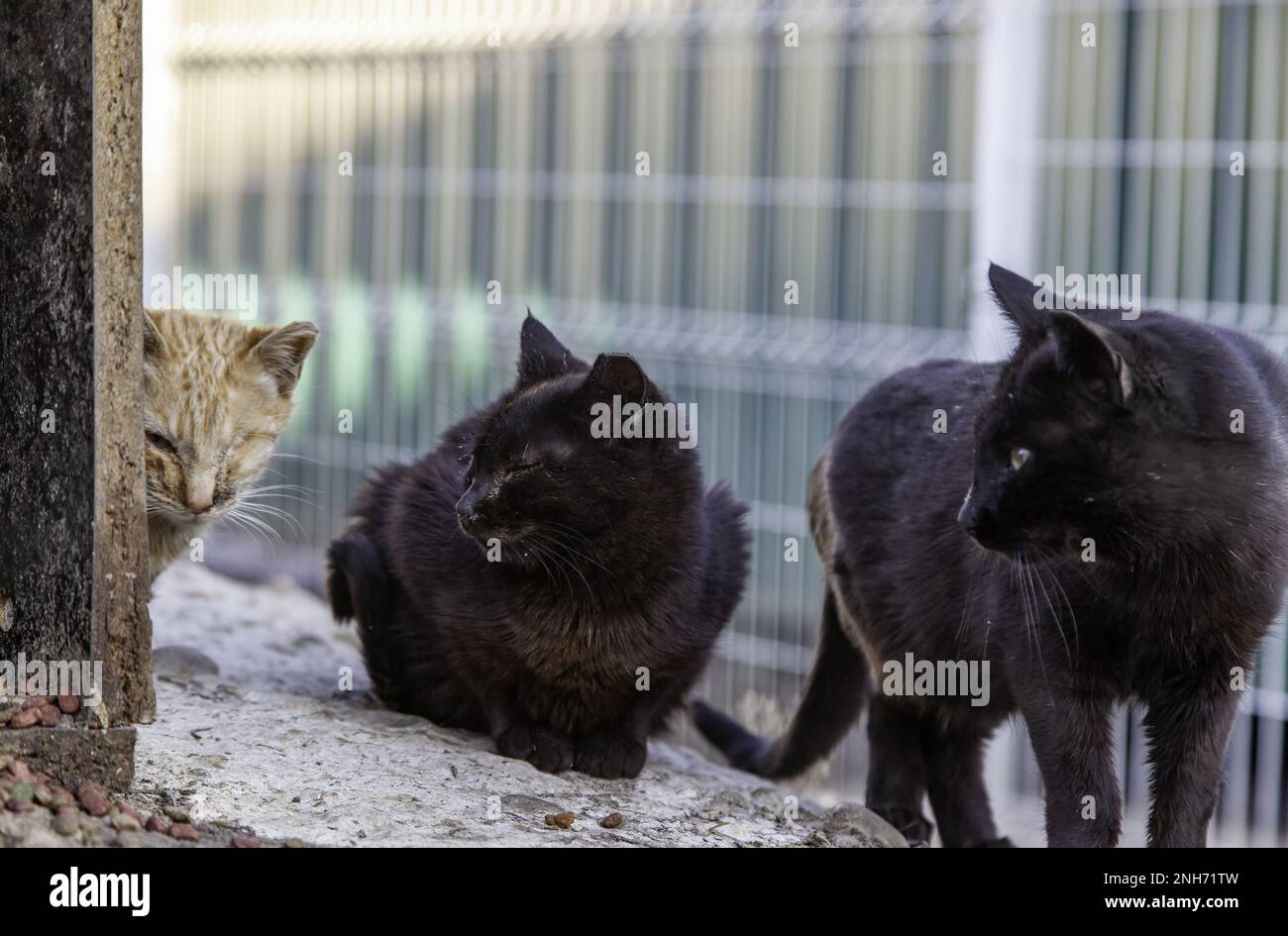 Abandoned street cats, stray animals, pets Stock Photo Alamy