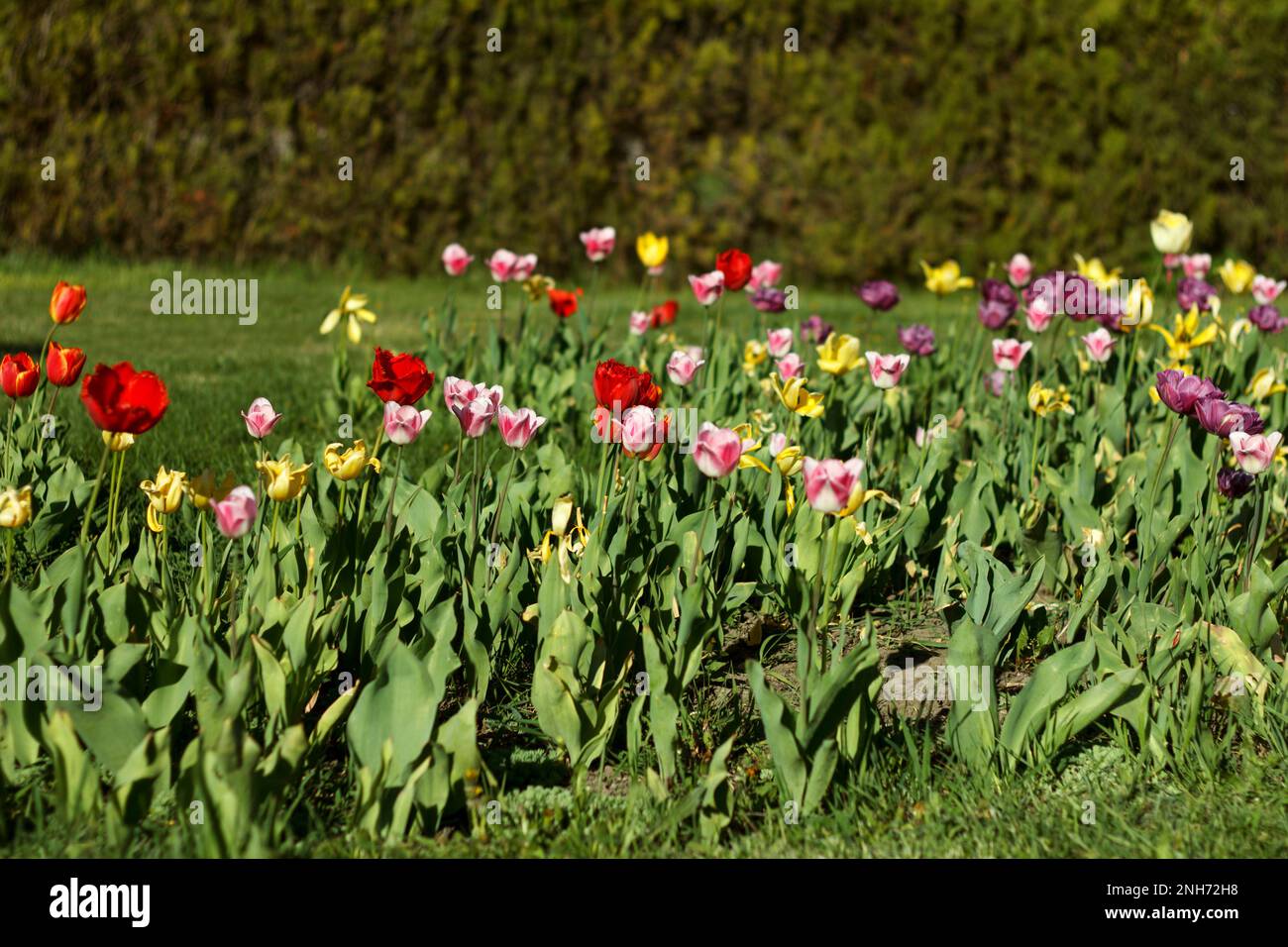 Landscape of multicolored flowering tulips in spring garden against the backdrop of yew in suny day Stock Photo