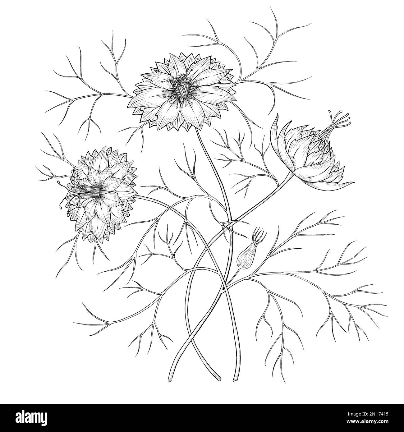Nigella flower digital outline illustration. Floral line art