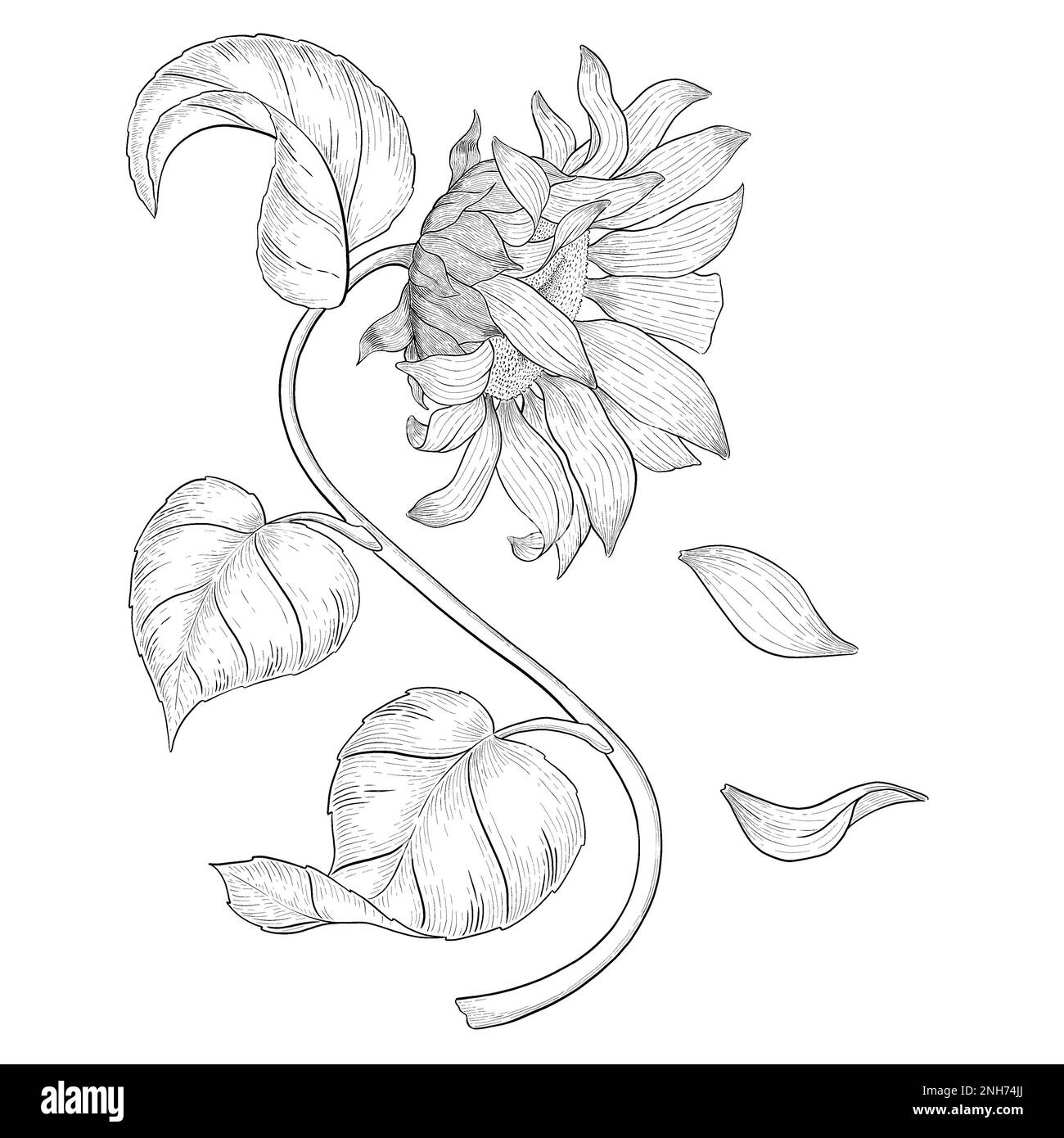 Sunflower with falling petals outline illustration. Line art digitally  drawn illustrations Stock Photo - Alamy