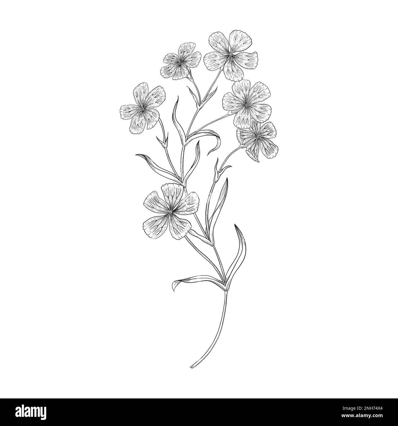 Dianthus flowers outline illustration. Line art digitally drawn illustrations. Stock Photo