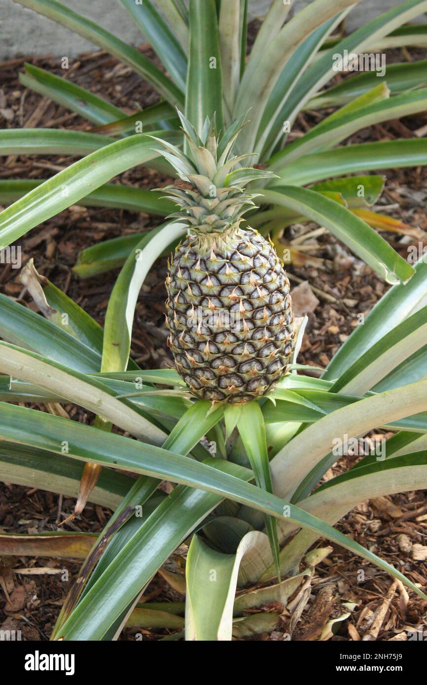 Pineapple as it grows as a plant at the botanical garden in Miami
