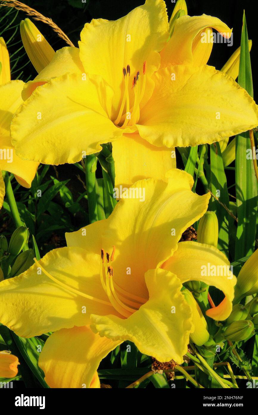 Beautiful yellow lilies taken in the late afternoon sunlight on a summer day in Ames, Iowa USA. Stock Photo