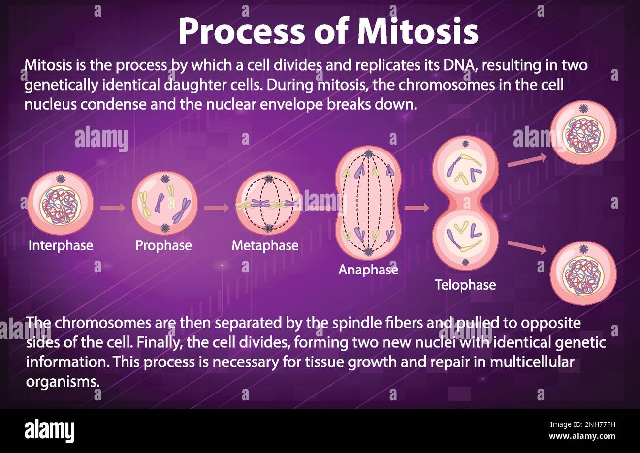 Process of mitosis phases with explanations illustration stock vector