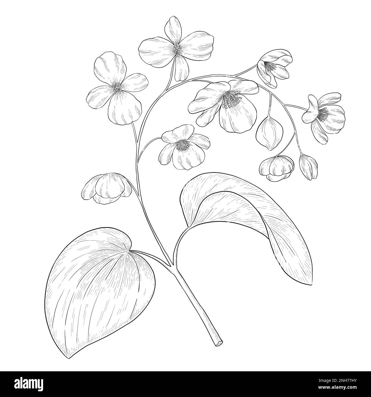 Begonia outline botanical illustration. Line art digitally drawn illustrations. Stock Photo