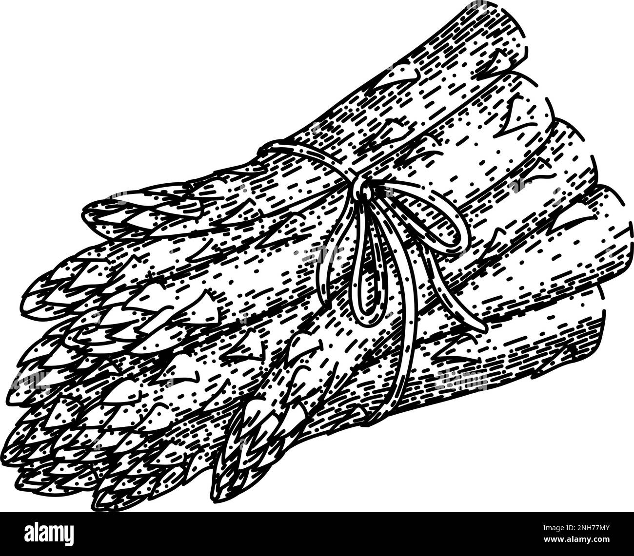 asparagus green sketch hand drawn vector illustration Stock Vector