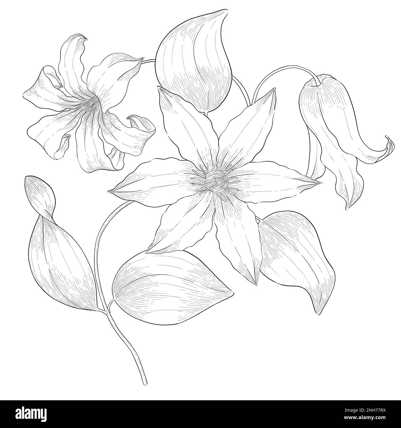Clematis outline botanical illustration. Line art digitally drawn illustrations. Stock Photo