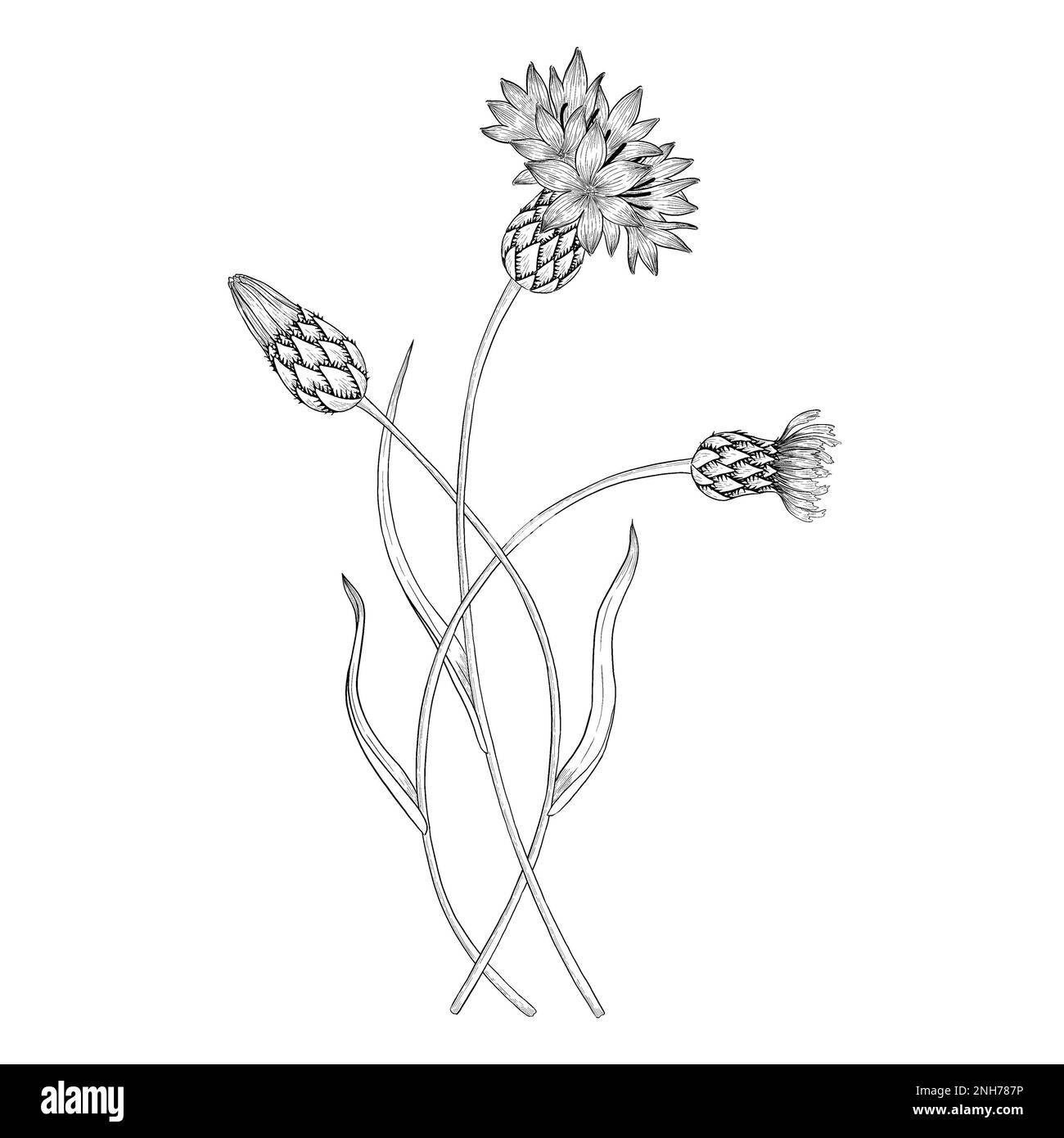Cornflower outline botanical illustration. Line art digitally drawn illustrations Stock Photo