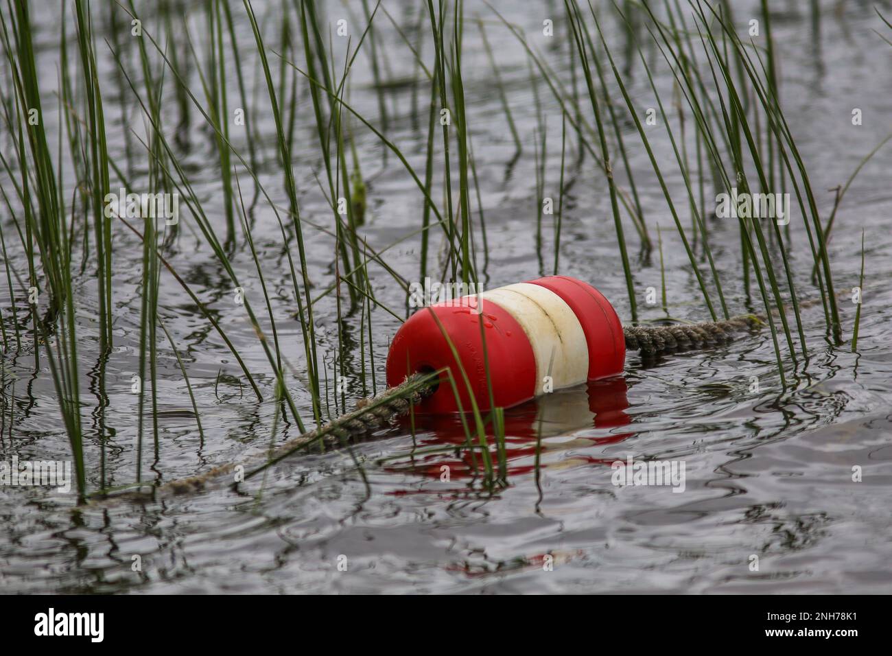 A vibrant red and white inflatable ring buoy bobbing on the surface of a tranquil body of water Stock Photo