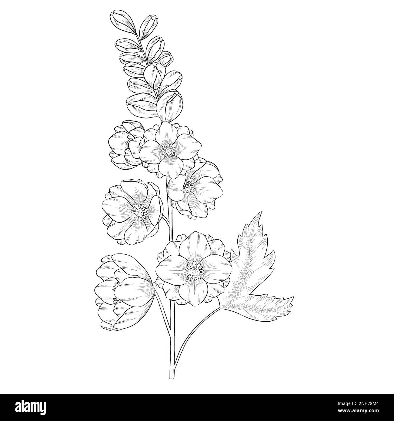 Delphinium outline botanical illustration. Line art digitally drawn illustrations. Stock Photo