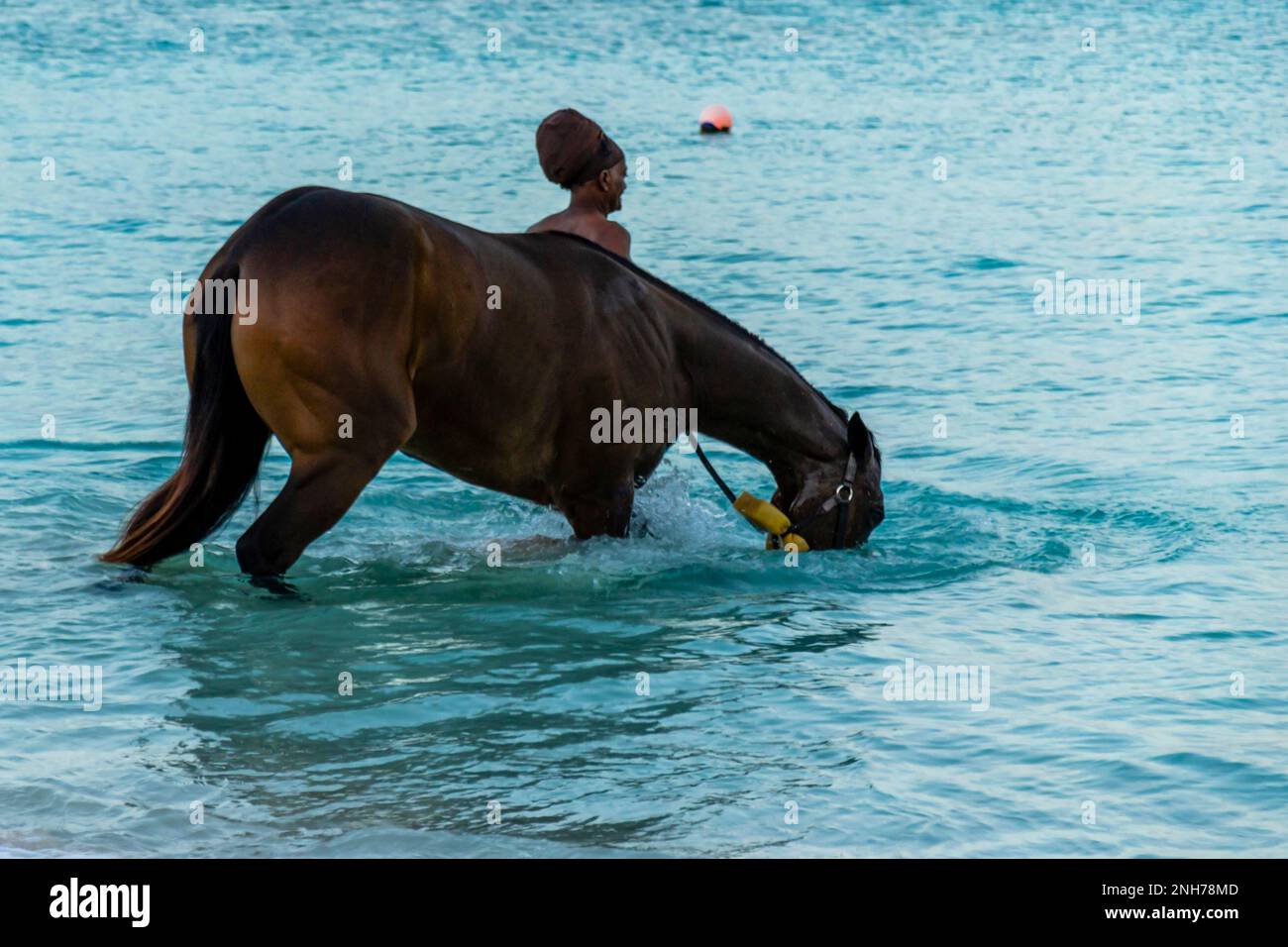 Race horses swimming in the sea on Carlisle bay, Pebbles beach Barbados ...