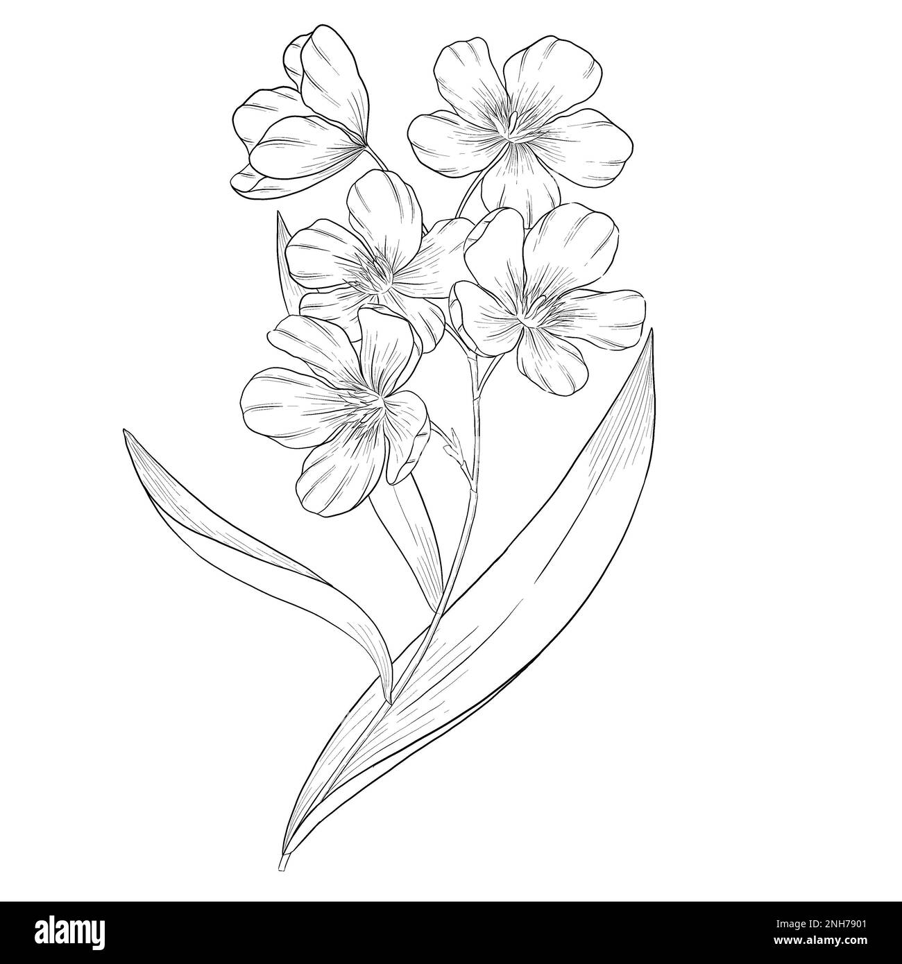 Oleander PNG Transparent Images Free Download | Vector Files | Pngtree