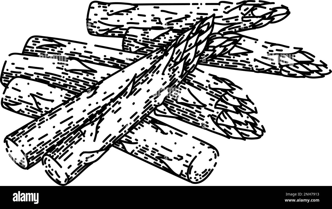 asparagus food sketch hand drawn vector illustration Stock Vector