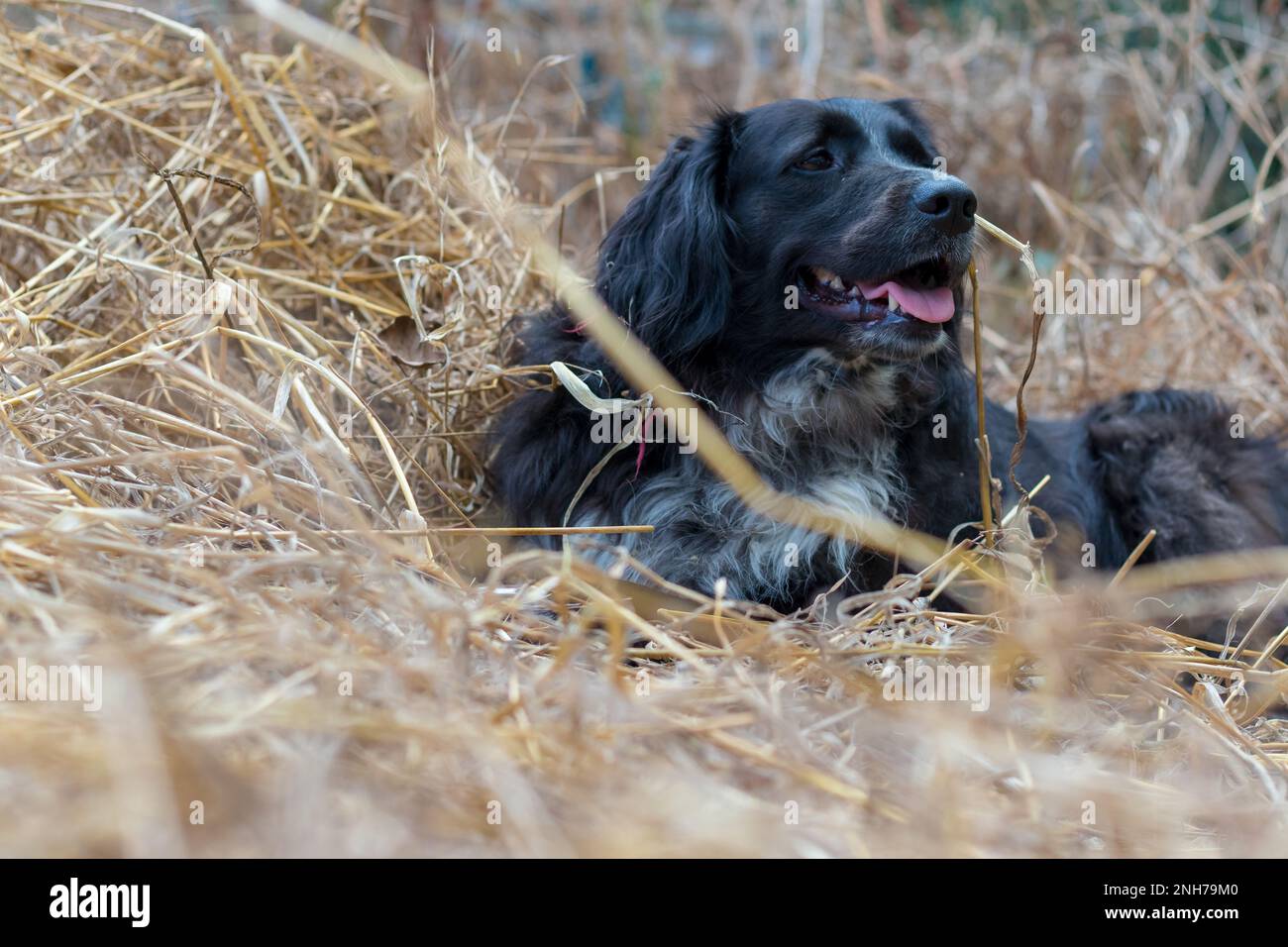 Curated visual reference: Tall Grass In Dog S Stomach Reference: Tall Canine Hi Res Stock Photography And Images