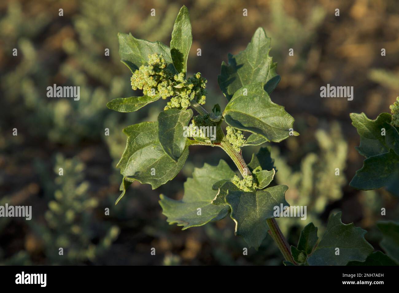 Mugwort. Common mugwort. Felon herb. Artemisia vulgaris. Wild wormwood. Riverside wormwood. St. John's wort. Stock Photo