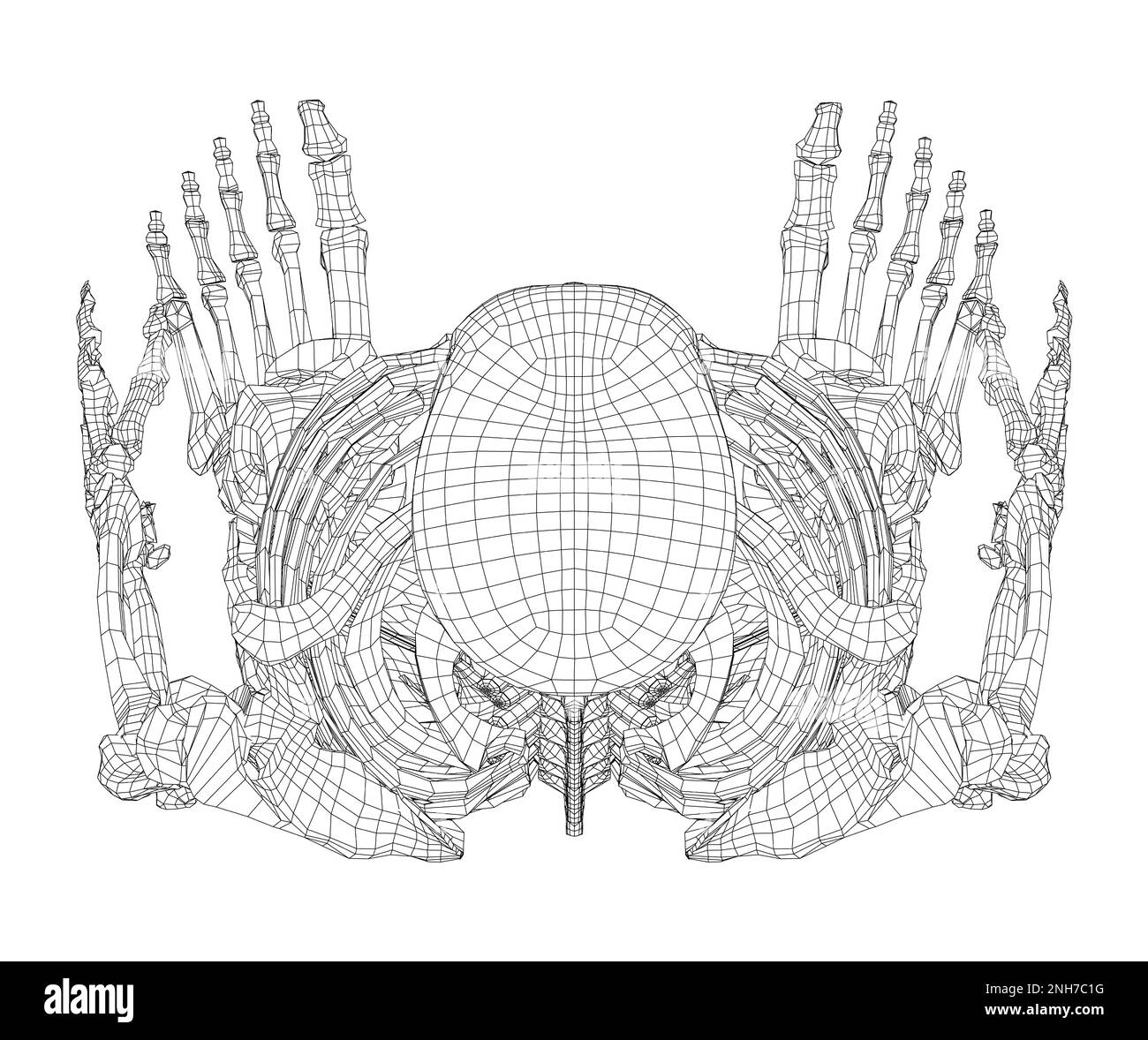 Human skeleton. 3d illustration Stock Photo - Alamy