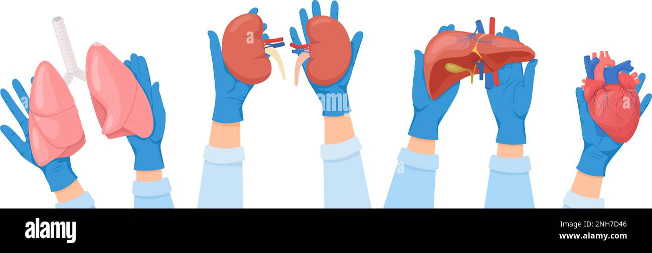 Human Organs Transplantation Flat Set Of Compositions With Human Hands In Medical Gloves Holding