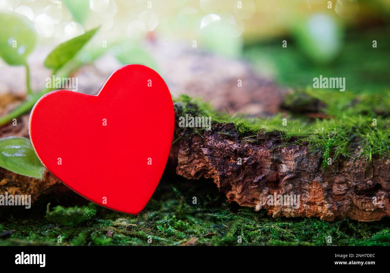 A red heart lies on a moss, near the bark of a tree and branches with leaves, on a bokeh background. Concept postcard to Valentine's Day, ecology. Cop Stock Photo