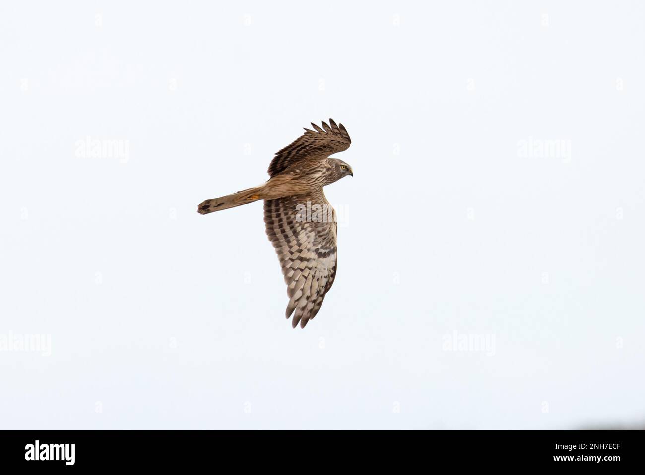 Hen Harrier (Circus cyaneus) flying hunting Weybourne Norfolk UK GB February 2023 Stock Photo