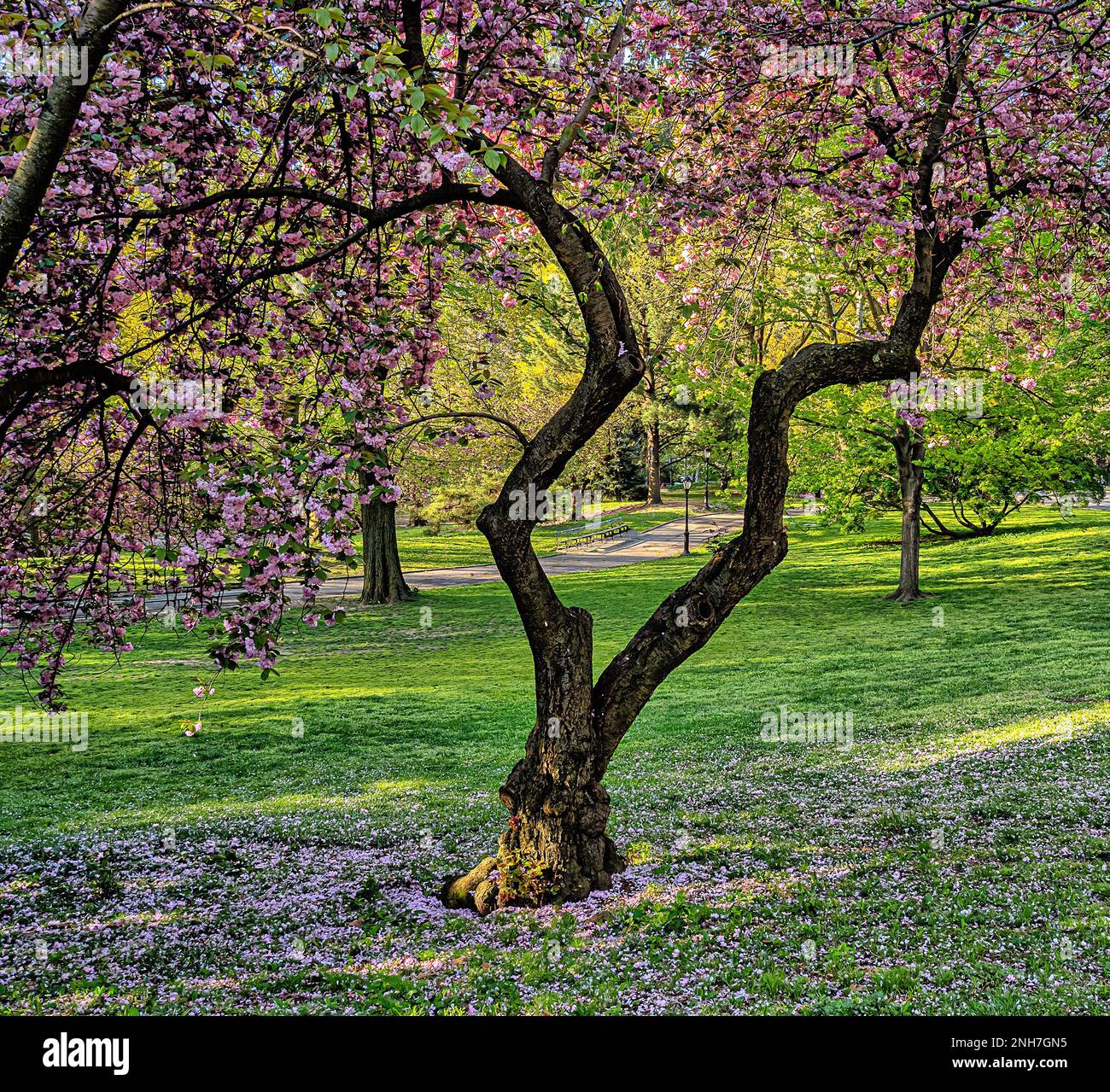 Spring in Central Park, New York City with Japanese Cherry trees in ...