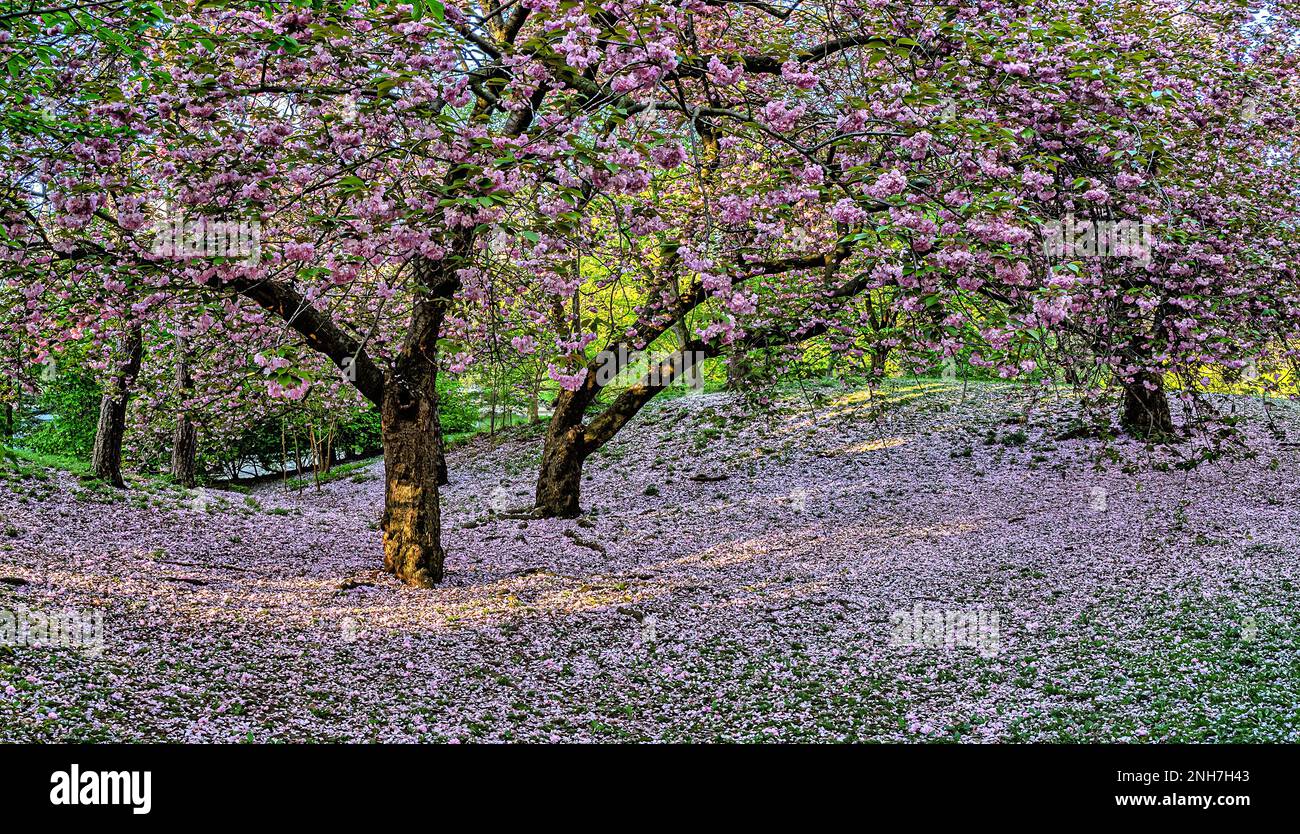 Spring in Central Park, New York City with Japanese Cherry trees in ...
