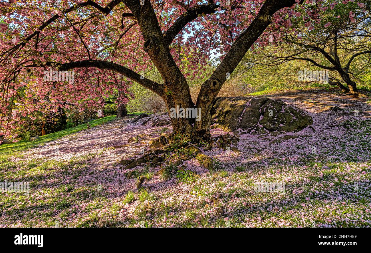 Spring in Central Park, New York City with Japanese Cherry trees in ...