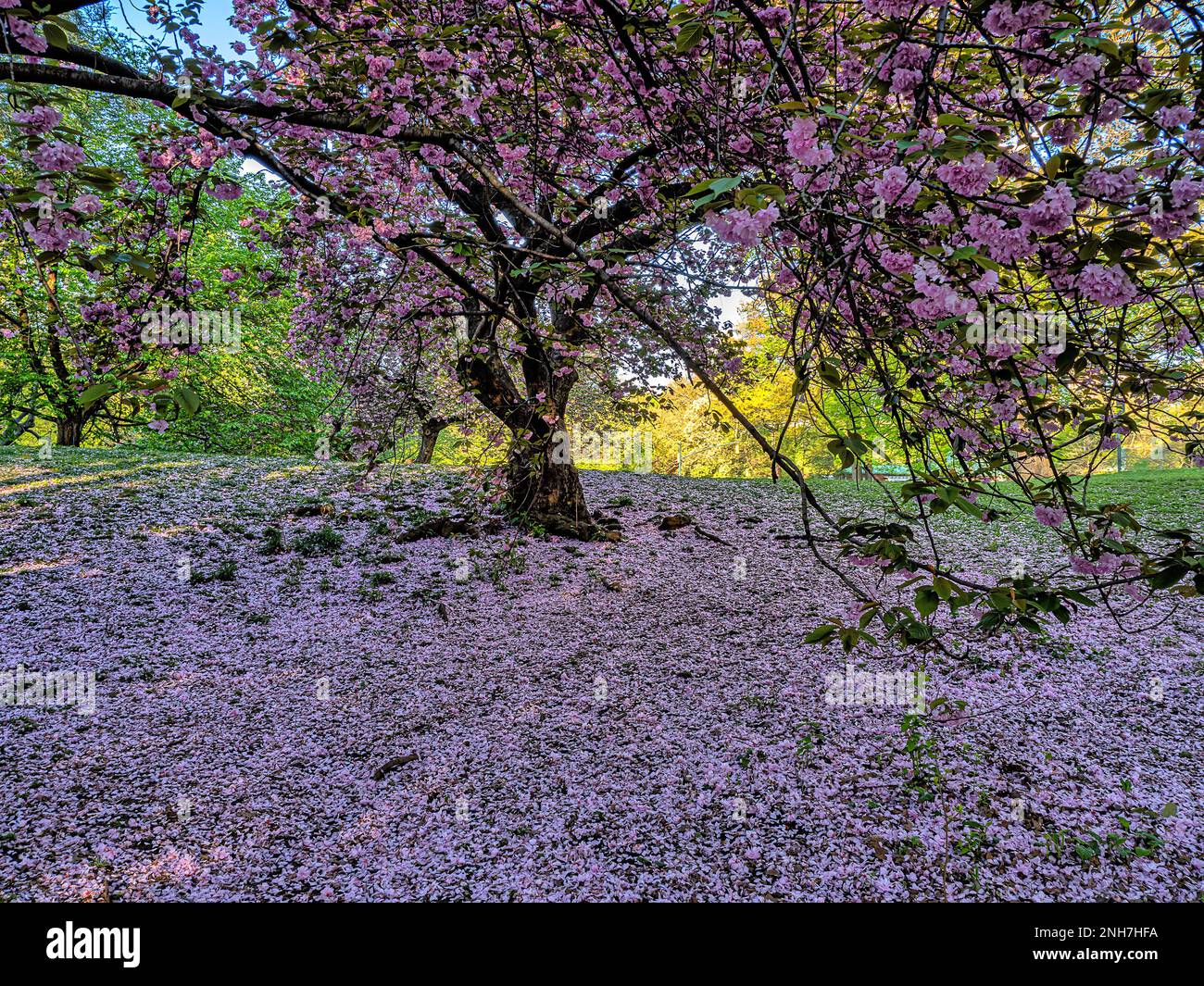 Spring in Central Park, New York City with Japanese Cherry trees in ...