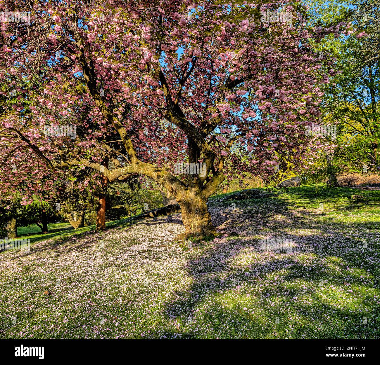 Spring in Central Park, New York City with Japanese Cherry trees in ...