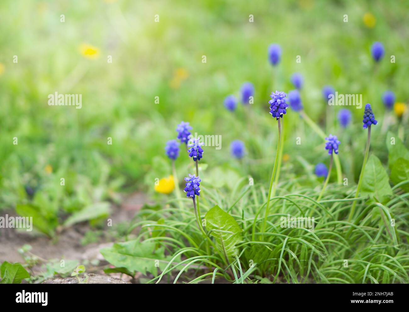 Armenian grape hyacinth in early spring garden. Stock Photo