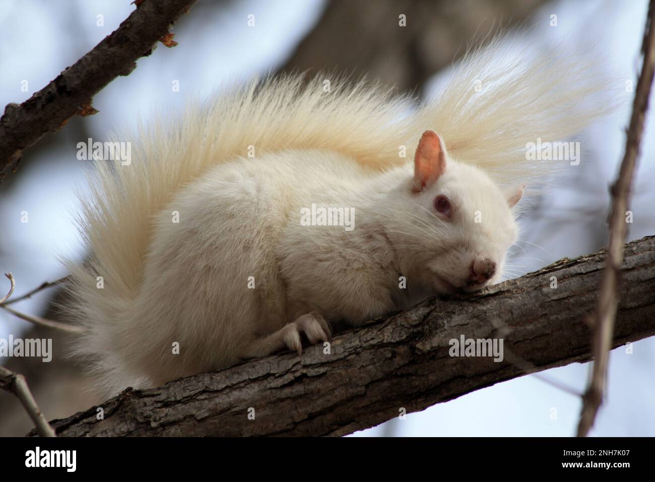 Rare white albino squirrel lying on a tree branch on a spring day in